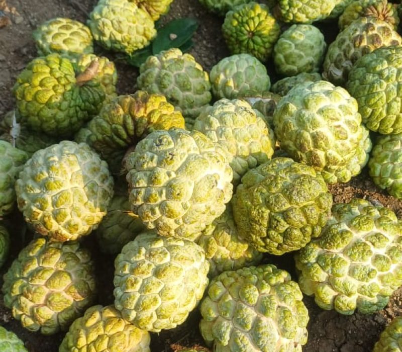 Custard Apple